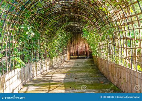 Bamboo Tunnel in the Garden Stock Image - Image of arch, garden: 133068317