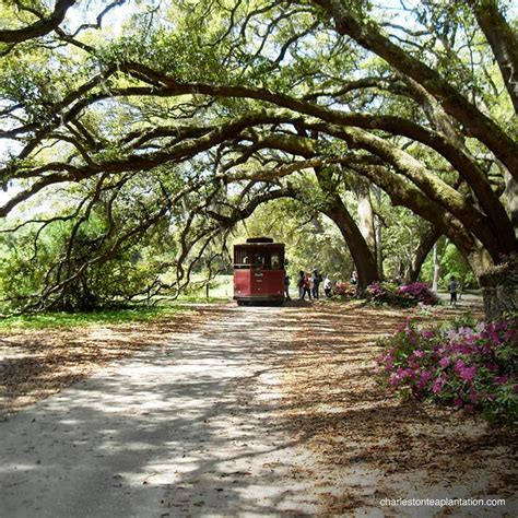 Charleston Tea Plantation Tour in Wadmalaw Island, SC