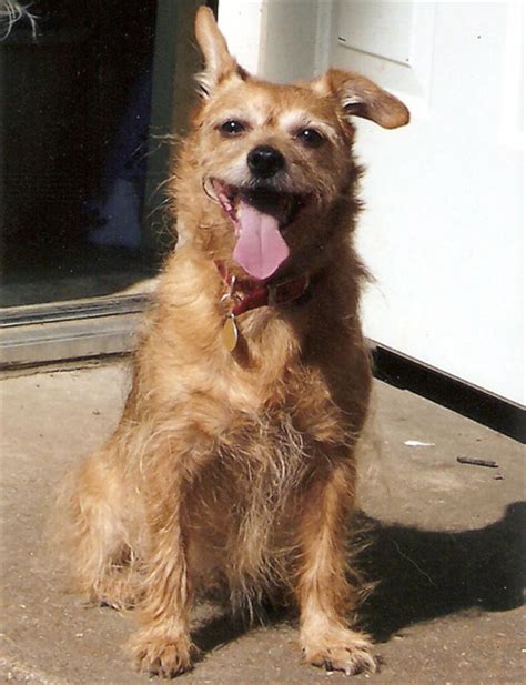 Miss my Pet Dog Brownie, a Cairn Terrier / Yorkie Mix | Online pet memorial