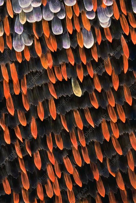 Butterfly wing scales - Stock Image - C011/8183 - Science Photo Library