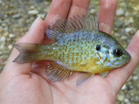 Baby Pumpkinseed Sunfish