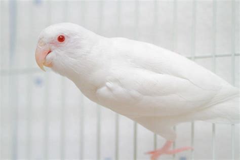 Albino Red Eye Pacific Parrotlets | Parrotletbirds - Albino,… | Flickr ...