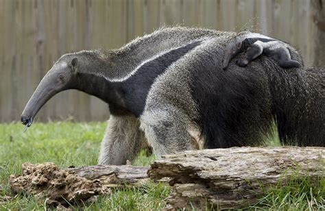 National Zoo's Baby Giant Anteater: It's a boy! | The baby g… | Flickr