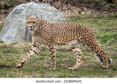 251 Gepard Eyes Images, Stock Photos & Vectors | Shutterstock