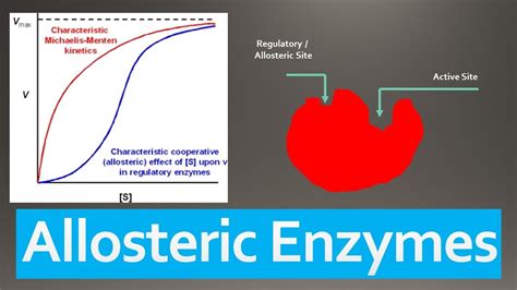 Allosteric Enzymes - Mechanism, Regulation, Models and Classification ...