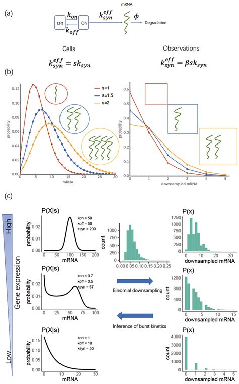 Model of stochastic gene expression and the effect of the cell size and ...