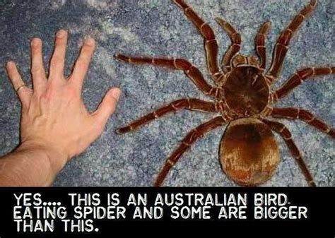 J.B. Thomas on Twitter | Huntsman spider, Scary animals, Spider