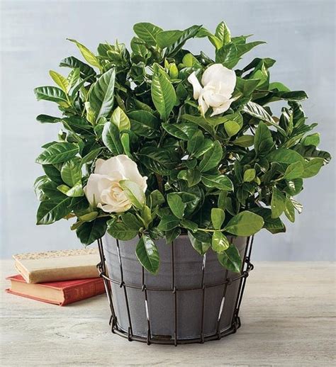 Gardenia | Best Indoor Flower Plants For Beginners | POPSUGAR Home UK Photo 3