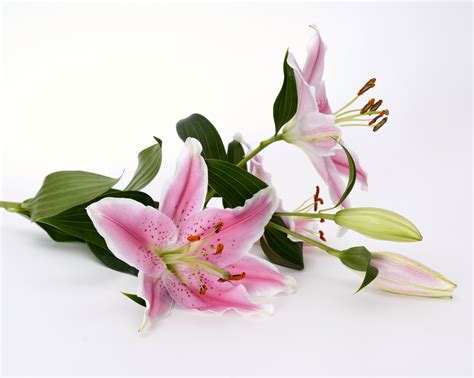 Fotos gratis : naturaleza, blanco, pétalo, florecer, verde, sello, rosado, cerca, flora ...