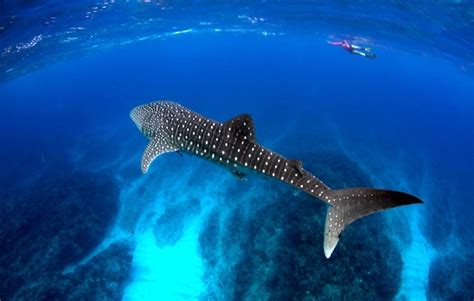 Isla Holbox.. El santuario veraniego del Tiburón Ballena - Hoteles Boutique de Mexico