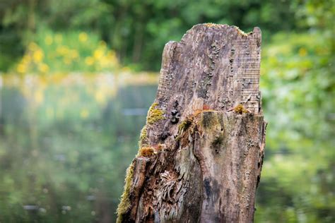 Free Images : driftwood, sea, water, nature, forest, grass, rock ...