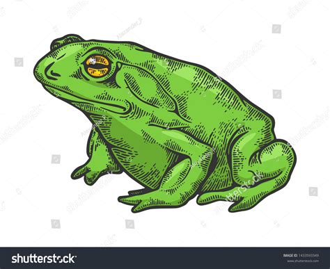 Hallucinogenic Frog Toad Animal Color Sketch Stock Illustration ...