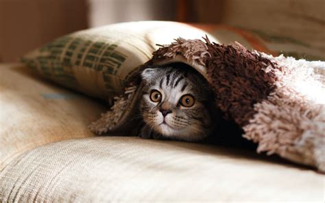 How can we calm our stressed cat? | VisioCare Services