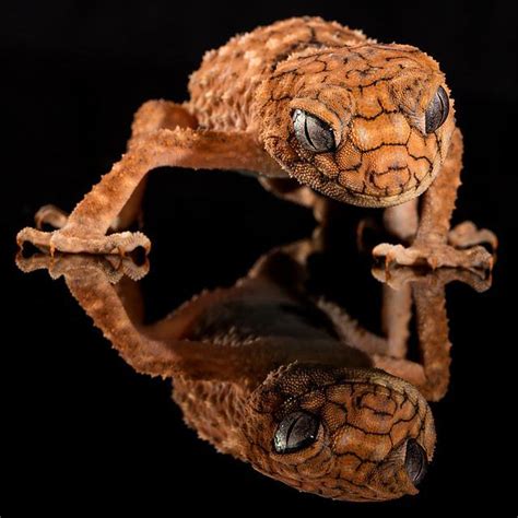 How to Choose the Perfect Frog Eyed Gecko Tank Size – Reptiles & Amphibians