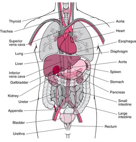 Appendix - Location, Function, Anatomy and FAQs