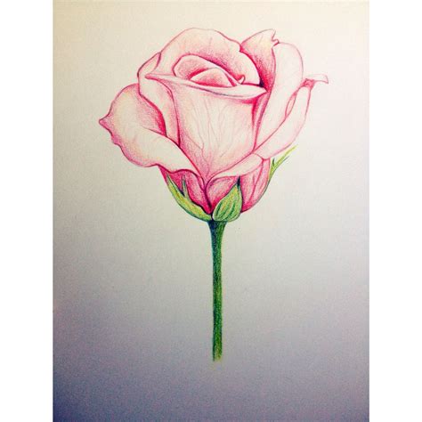 Pink rose drawing. Rose Drawing, Color Pencil Drawing, Pen Drawing, Pencil Sketch, Pencil ...