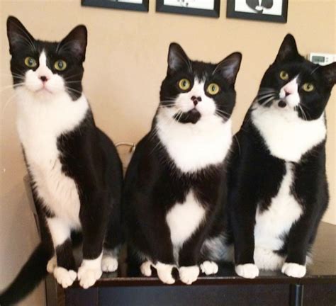 Three black and white tuxedo cats Little Kittens, Cute Cats And Kittens, Crazy Cat Lady, Crazy ...