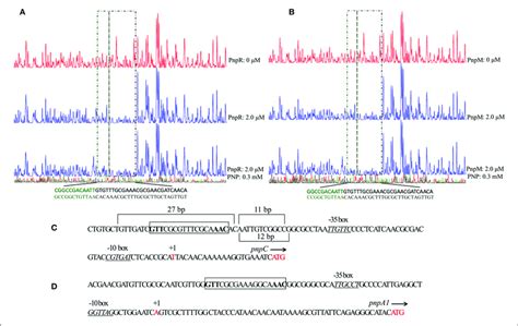 | The DNase I footprinting analysis of PnpR (A) or PnpM (B) binding to... | Download Scientific ...