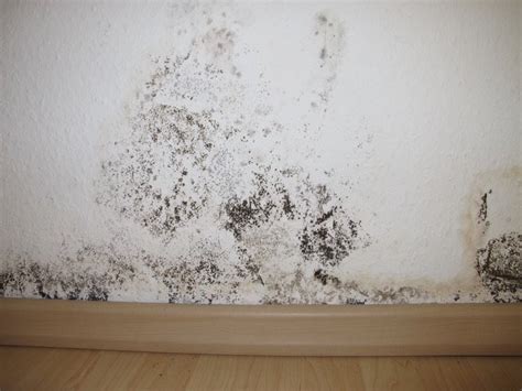 How Dangerous is Black Mold and What Can it Do to You?