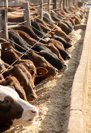 Feedlot | Description, History, Benefits, Antibiotics, Pollution, & Facts | Britannica