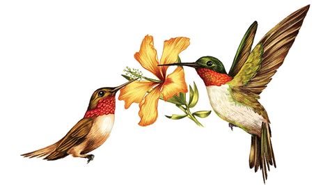 Ruby Throated Hummingbird Clipart at GetDrawings | Free download