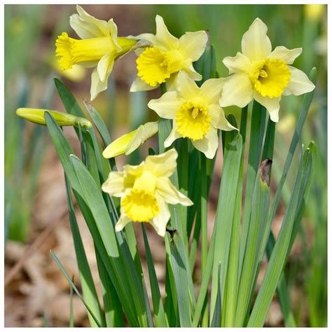 Woodland bulbs® 100 x WILD DAFFODIL BULBS LENT-LILY LOBULARIS ...