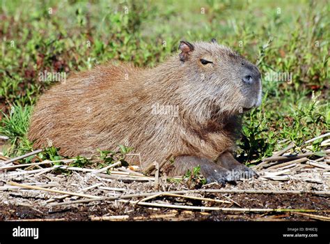 Capybara, a large South American rodent at rest in the wetlands Stock ...