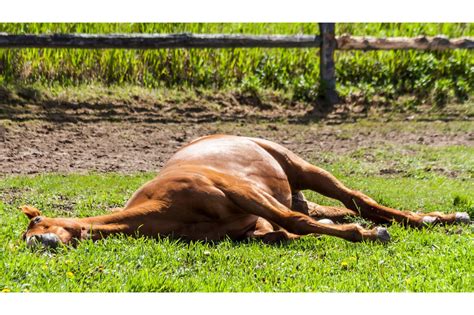 Hitting the Snooze Button: How Long Can Horses Lay Down? - Horse Rookie