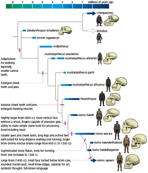 There are progressions of species changing over time. --- Three Main Pieces of Evidence ...