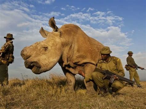 The World Mourns the Last Male Northern White Rhino - Talk Africa