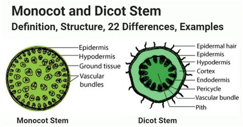 the structure of a monocoot and dicot stem, labeled in two different sections