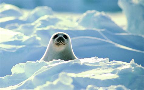 Baby Seal Wallpaper (54+ images)