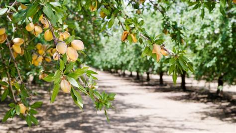 Can You Be Allergic to Only One Type of Tree Nut? | Food Allergies Atlanta