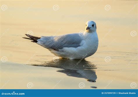 Isolated Siberian Bird in Sangam, Prayagraj during the Sunset. Siberian ...