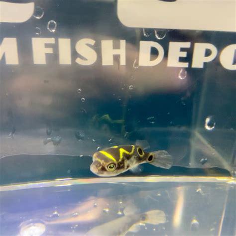 Figure 8 Puffer - for sale at Aquarium Fish Depot