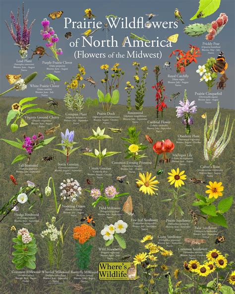 Native Prairie Wildflowers of North America flowers of the Midwestern Region Plant Photo ...