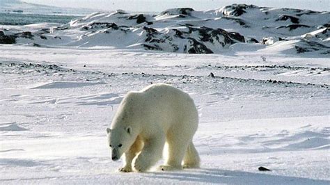 Polar bears stalk hunters for three days after fatal attack