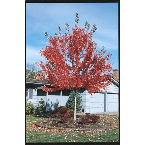 8.75-Gallon Pacific Sunset Maple Tree (L14855) in the Trees department at Lowes.com