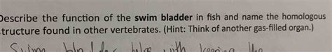 Solved Describe the function of the swim bladder in fish and | Chegg.com