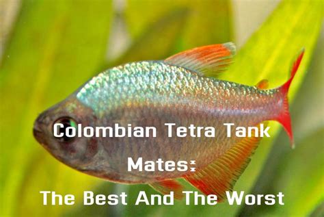 12 Colombian Tetra Tank Mates: The Best And The Worst - Tetra Fish Care