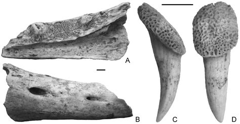 The Last European Varanid: Demise and Extinction of Monitor Lizards ...