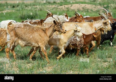 Herde aus Kashmirziegen, Dashinchilen, Bulgan Aimag, Mongolei Stock Photo - Alamy