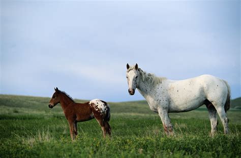 Native American Horse Breeds | A Song for the Horse Nation - October 29 ...