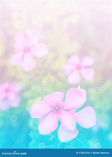 Abstract Blurry of Flower and Colorful Background. Stock Photo - Image of green, plant: 57852232