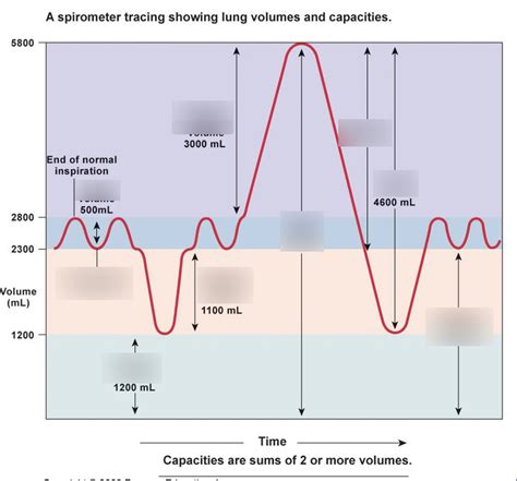 lung volume graph Diagram | Quizlet