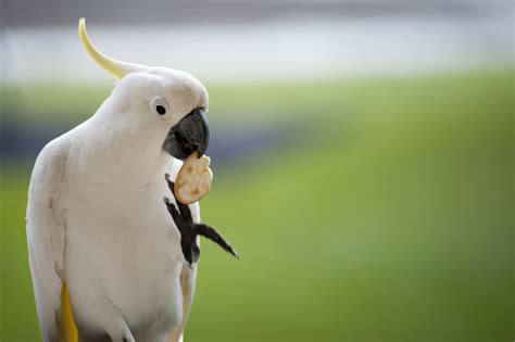 Free Stock Photo 4253 polly want a cracker | freeimageslive