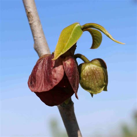 Asimina Paw Paw flower - Blue Heron Nursery