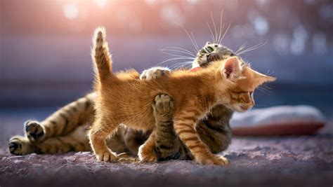 1360x768 Cute Kittens Laptop HD ,HD 4k Wallpapers,Images,Backgrounds,Photos and Pictures