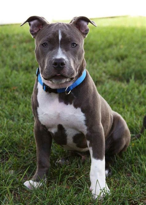 Beautiful blue & white blue-nose with natural ears #pitbull | Pitbull terrier, Cute dogs and ...