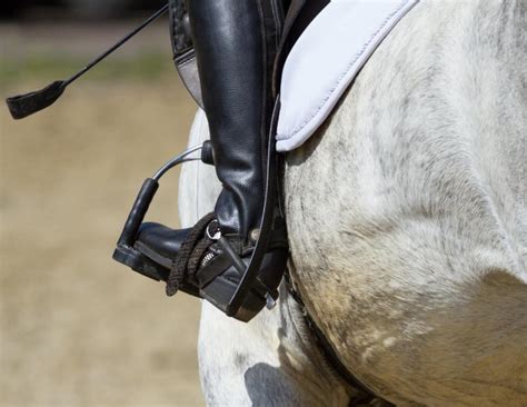 Research on Perceptions and Use of Horse Training Equipment | Horse ...